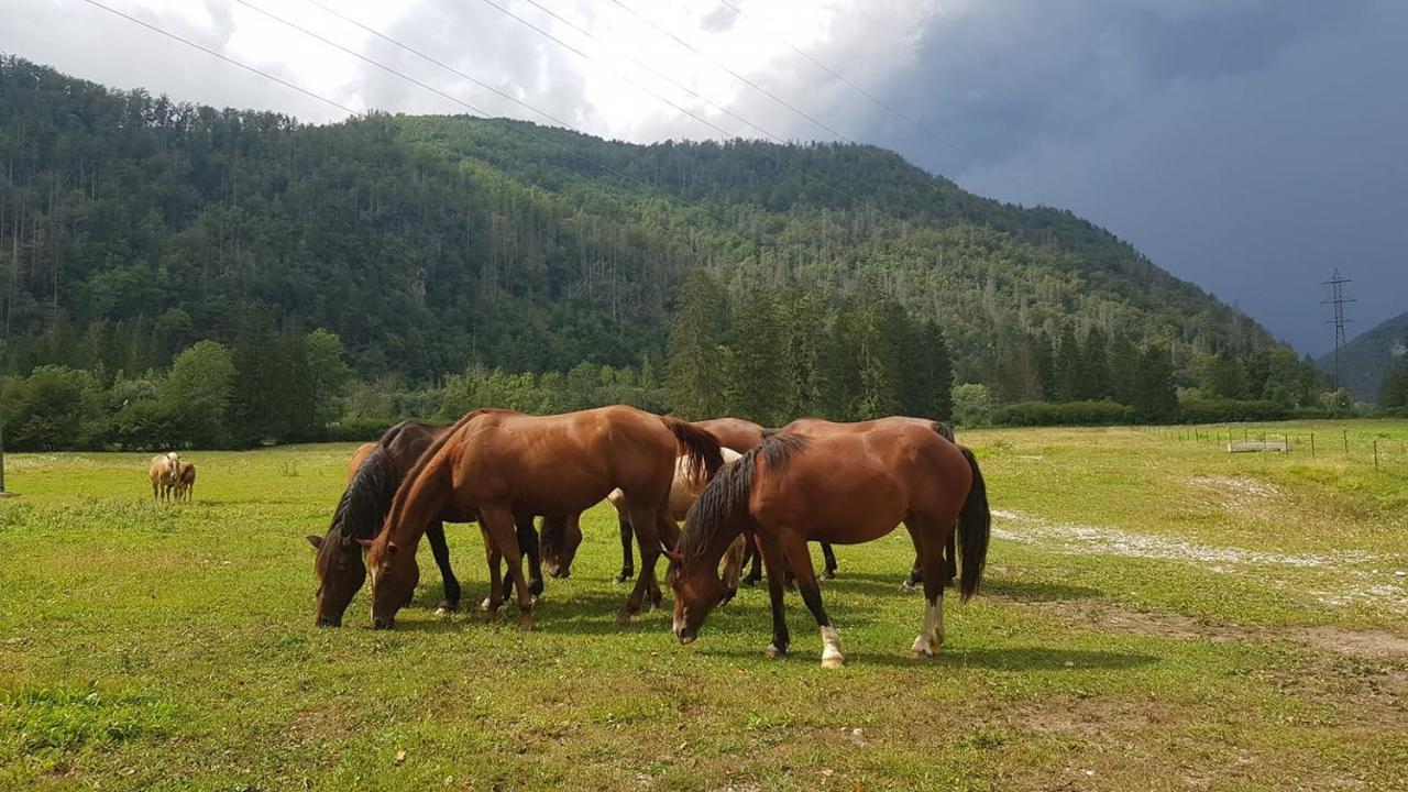 Domacija Loncnar- Apartment Bohinj Dış mekan fotoğraf
