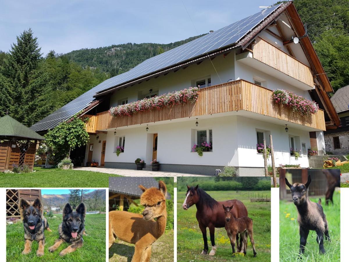 Domacija Loncnar- Apartment Bohinj Dış mekan fotoğraf